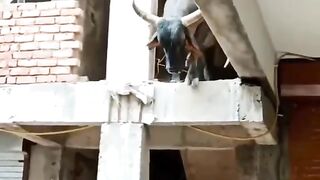 Bull jump on the ground from second floor
