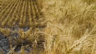 Harvesting wheat crop