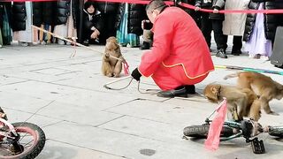 Monkey Video | Animals Videos | Funny Video