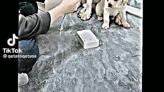 Cute dog