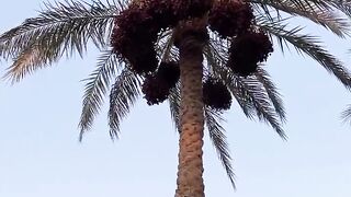 قرأن كريم♥️????
