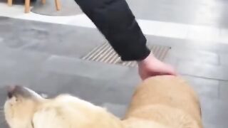 Cute dog performing best funny dog video must wach