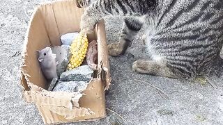 funny video