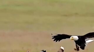 ????Eagle ????