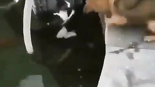 Dog jumps in the water to rescue a drowning kitty ❤️