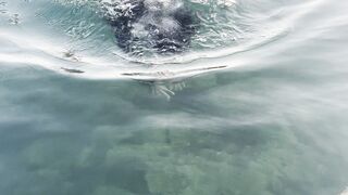 Swimer