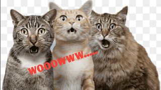 Cute and funny cat