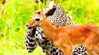 animals
