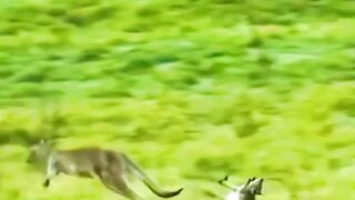 Best Viral Video
