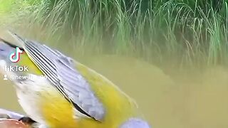 Beautiful bird ????????