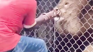 Angry lion attacks a zoo keeper