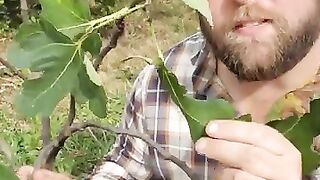 Fig tree