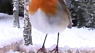 cuicui piou piou !