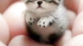 small cute cat
