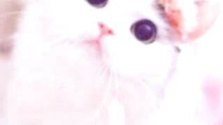 small cute cat