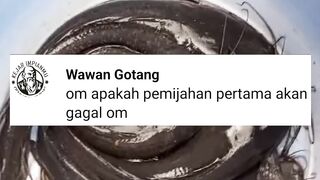 Induk lele DARA apakah pemijahan pertama akan GAGAL❓