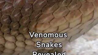 the-most-dangerous-venomous-snakes-in-the-world.