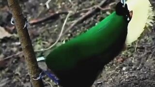 beautiful dance of beautiful birds