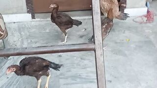 Aseel chicks playing