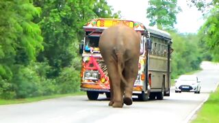 Elephant attack
