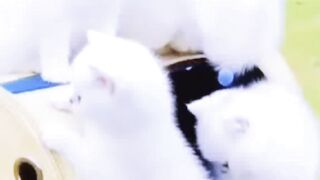 Cute cats
