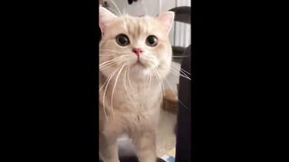 Cute_Cat_Cash_s_meow_talk_COMPILATION_01___meow__cash