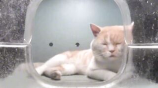 Mr. Fluffy (eepy): The cutest Chinese cat