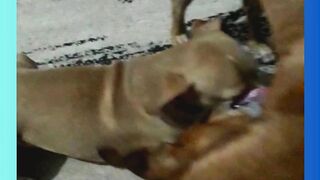 Amarelão e Rabito A Incrível Amizade entre Dois Pets Divertidos.