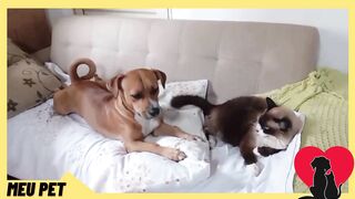 Laços Inquebráveis A Incrível Amizade entre um Gato e um Cachorro