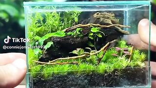 Tiny Ecosystem