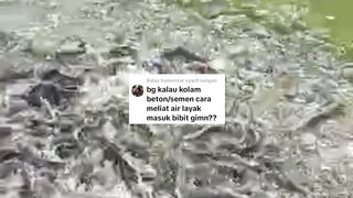 Cara mengetahui air kolam sudah LAYAK tebar bibit lele atau BELUM bagaimana❓