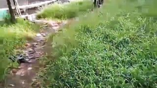 Rawa disulap jadi kolam jaring❗Kreativitas pembudidaya ikan lele