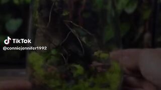 Natural video
