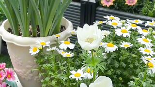 Beautiful flower idea in the world