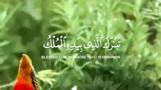 سورة الملك