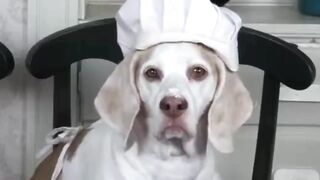 funny cooking with dogs ????