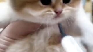 Cat Feeds Milk through Feeder