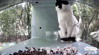 Mr. Polite Cat 2.0: The new cutest eepiest gentleman cat