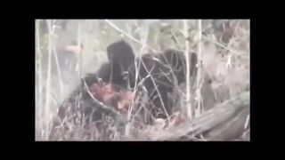 Siberian Tiger Vs Bear Real Fight - Amazing Videos.