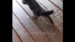Funny cat ????,/funny video ???? #viral