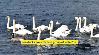 Quack Tales: Exploring the Fascinating World of Ducks