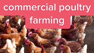 Poultry farm making
