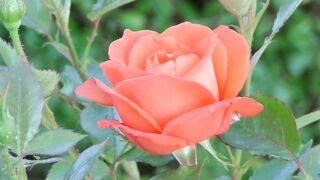 The beautiful flower  !!