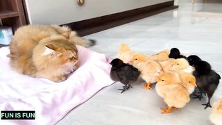 Cat and baby chicken