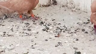 Video of Pigeons