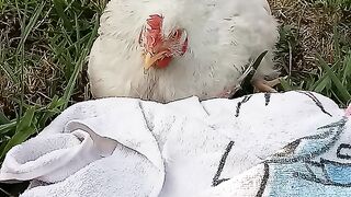 Hen at home