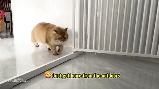 Funny Cat