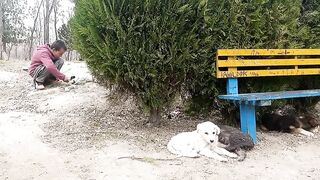 Pretty Puppy in city park skardu.