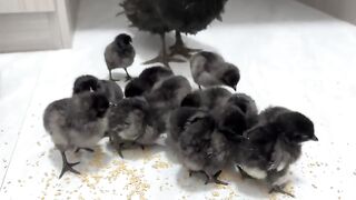 CUTE AND INTERESTING