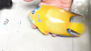 A beautiful fish